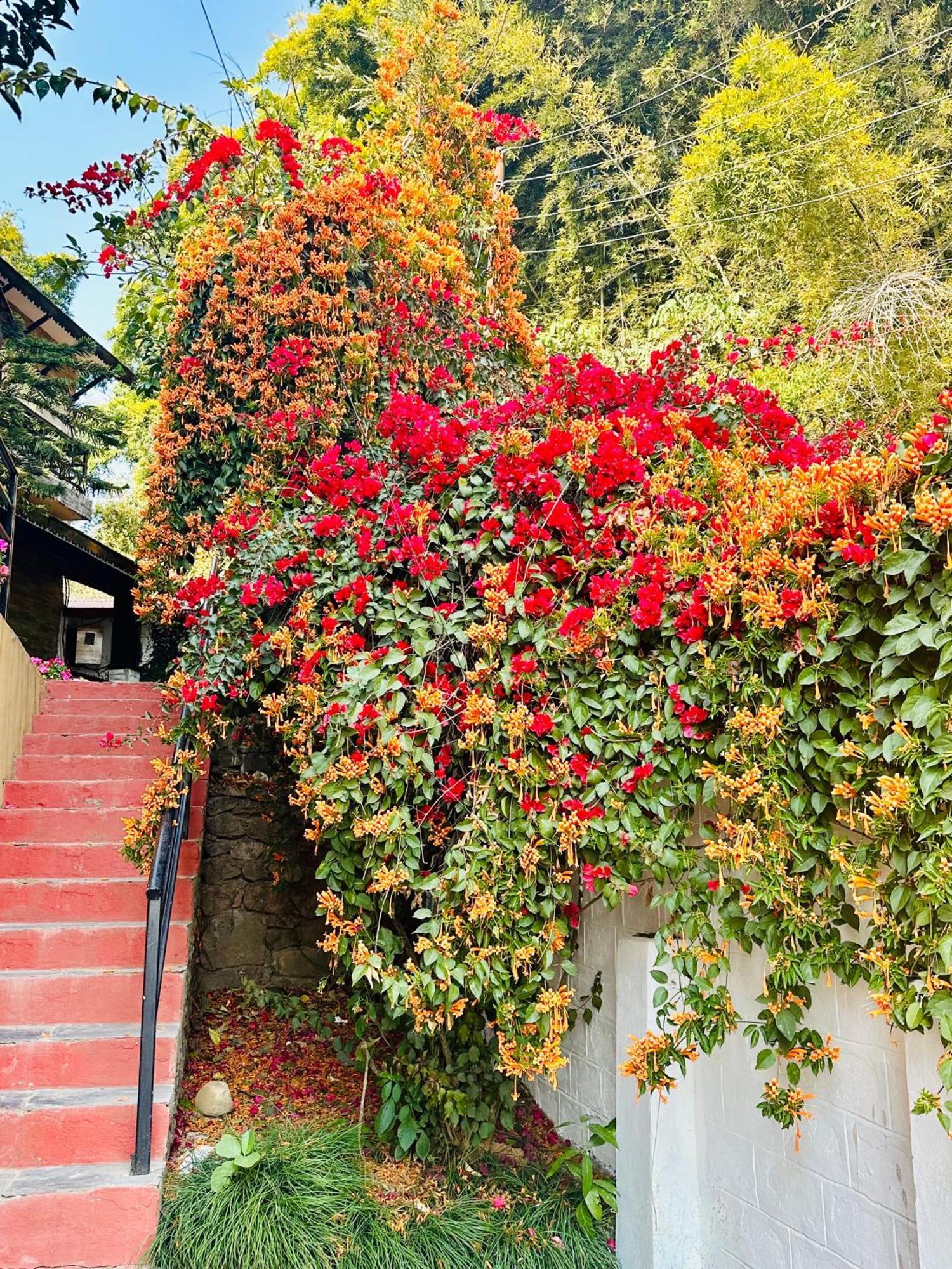 Homeland Forest Villa 博卡拉 外观 照片